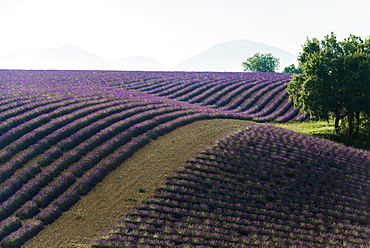 lavender field, near Valensole, Plateau de Valensole, Alpes-de-Haute-Provence department, Provence, France