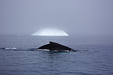 Humpback whale, Megaptera novaeangliae, in front of an iceberg, East Greenland, Greenland