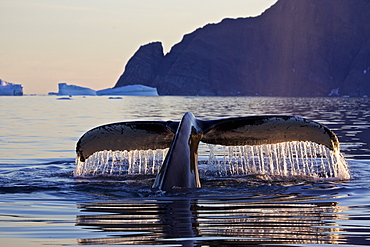 Fluke of a diving humpback whale, Megaptera novaeangliae, East Greenland, Greenland