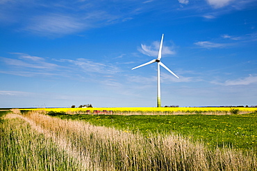 Wind turbine and rape field, Nordstrand Island, North Frisian Islands, Schleswig-Holstein, Germany