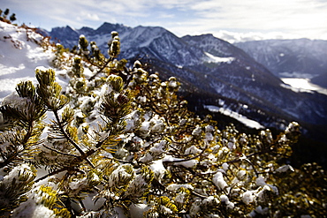 Snow-covered mountain pine, descent from Unnutz Mountain (2078 m), Rofan Mountains, Tyrol, Austria