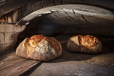 tasty German bread ibeing taken out of the oven, Vellberg, Schwaebisch Hall, Baden-Wuerttemberg, Germany