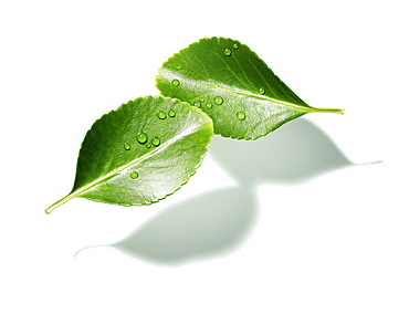 Green leaf on a white background, Nature