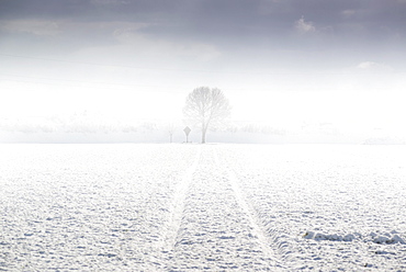 Tree with wayside cross on a snowy winter meadow in the morning fog, Aubing, Munich, Bavaria, Germany