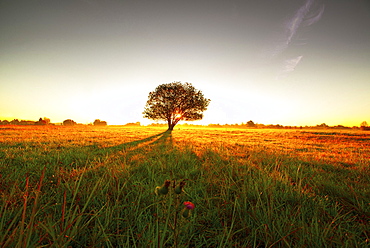 Tree on a meadow in the morning sun casting long shadows, Aubing, Munich, Upper Bavaria, Bavaria, Germany