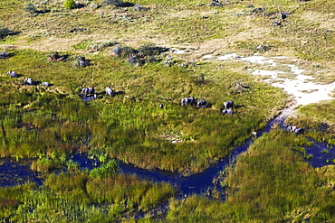 Elephants in Okavango Delta, Maun, Botswana