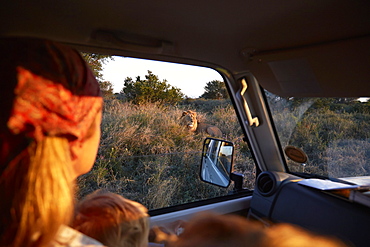 Mother and son insinde a car looking at a lion, Kalahari, Botswana