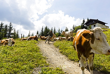 mountain biker and cows, Bikepark Saalbach-Hinterglemm, Salzburg, Austria