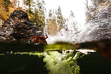 young man jumping from a cliff into a mountain stream, Eschenlohe, Upper Bavaria, Germany