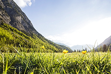 flower meadow in Falzthurn valley, Karwendel mountains, Pertisau, Tirol, Austria