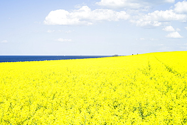 Rapeseed field on a cliff near Travemuende, Luebeck Bay, Baltic Coast, Schleswig-Holstein, Germany