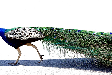 Wild peacock, Israel