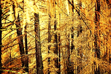 Golden autumn with lark forest in Schnalstal, South Tyrol, Italy