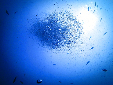 Air bubbles rising to the surface when diving, fish swimming around it, Bali, Indonesia