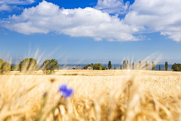 Cornfield in summer with cornflower in the foreground, Baltic sea, Bornholm, near Gudhjem, Denmark, Europe