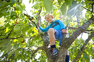 Boy, 5 years old, picking cherries from a cherry tree, Baltic sea, MR, Bornholm, near Gudhjem, Denmark, Europe