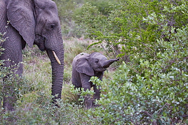 Elephant calf in Krueger National park, South Africa, Africa