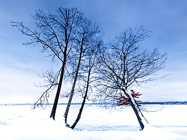 Trees on the banks of Lake Starnberg in winter with snow, Tutzing, Bavaria, Germany