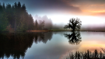 Foggy autumn mood at the Fischweiher near Bernried, Bavaria, Germany