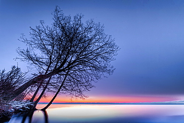 Tree in the park at sunrise on Lake Starnberg, Tutzing, Bavaria, Germany