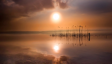 Reeds at sunrise on Lake Starnberg, Bavaria, Germany Sunrise on Lake Starnberg, Bernried, Bavaria, Germany