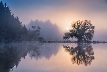 Foggy autumn mood at the Fischweiher near Bernried, Bavaria, Germany