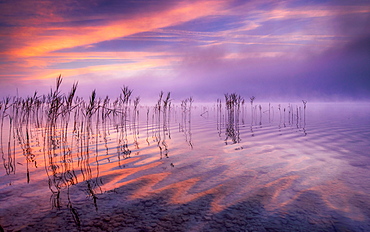 Reflecting clouds and reeds at sunrise on Lake Starnberg, Bavaria, Germany