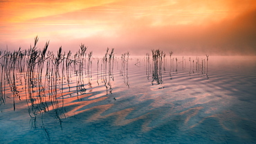 Reflecting clouds and reeds at sunrise on Lake Starnberg, Bavaria, Germany