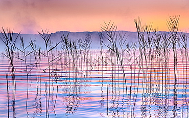 Reeds at sunrise on Lake Starnberg, Bavaria, Germany