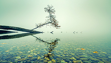 Fallen tree in Lake Starnberg, Bavaria Germany