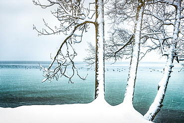 Snow-covered trees on the banks of Lake Starnberg, snowfall in Tutzing, Bavaria, Germany