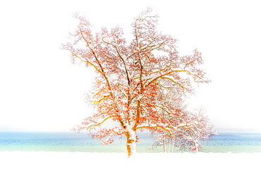 Snow-covered, leafy tree on the shore of Lake Starnberg, Tutzing, Bavaria, Germany