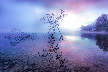 Frosty winter morning with frosted dead wood at sunrise on Lake Starnberg, Bavaria, Germany