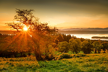 Tree in backlight at sunrise on Lake Starnberg, Ilkahöhe, Bavaria, Germany