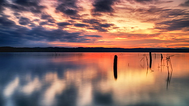 Deadwood at sunrise on Lake Starnberg, Bavaria, Germany