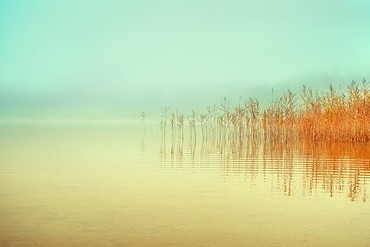 Reflection of reeds at Fohnsee (Ostersee), Bavaria, Germany