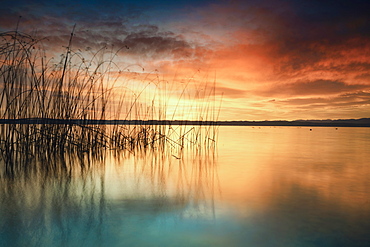 Reeds at sunrise on Lake Starnberg, Bavaria, Germany