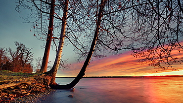 Trees at sunrise on Lake Starnberg, Tutzing, Bavaria, Germany