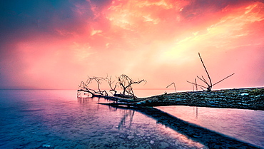 Deadwood in Lake Starnberg at sunrise, Bavaria, Germany