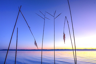 Reeds at sunrise on Lake Starnberg, Bavaria, Germany