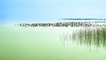 Eider resting on Lake Starnberg in winter, Bavaria, Germany