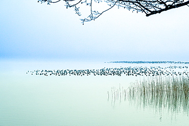 Eider resting on Lake Starnberg in winter, Bavaria, Germany