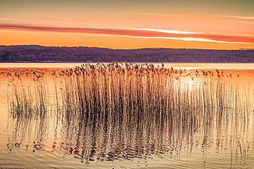 Reeds on Lake Starnberg at sunrise, Bavaria, Germany