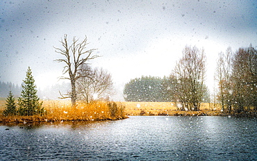 Snowfall at Fischweiher, Bavaria, Germany