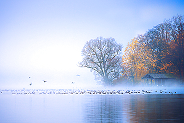 Fog on Lake Starnberg, Roseninsel, Feldafing, Bavaria, Germany