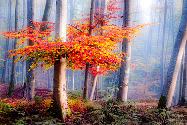 Tree with red leaves in the misty forest, Osterseem Bavaria, Germany