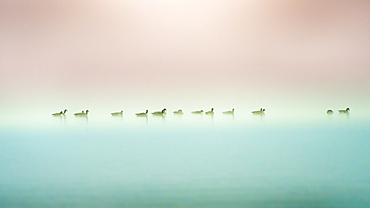 Waterfowl, barnacle geese, on Lake Starnberg, winter rest, Seeshaupt, Bavaria, Germany