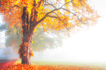 Chestnut with colorful autumn leaves, avenue in the fog, Bernried, Bavaria, Germany