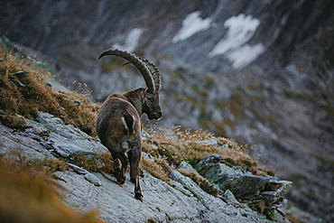 Ibex in the swiss mountains, switzerland, mountains, wild, ibex,