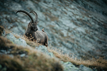 Ibex in the swiss mountains, switzerland, mountains, wild, ibex,